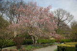 Magnolia Tree - Conservatory Gardens