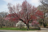 New Maple Foliage & Magnolia Trees in Bloom - Magnolia Hill