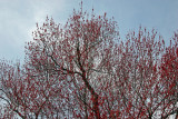 New Maple Tree Foliage - Magnolia Hill