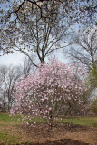 Magnolia Trees in Bloom - Magnolia Hill