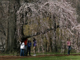 Playing Under the Cherry Trees near the Great Lawn