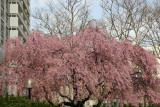 Cherry Tree Blossoms