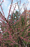 Peach Tree Blossoms & Pine Tree