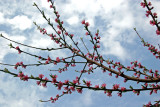 Peach Tree Blossoms