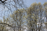 Pear Tree Blossoms