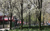 Garden View - Pear Tree Blossoms