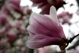 Magnolias at the Arch