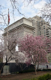 Spring Blossoms at the Arch