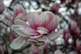 Magnolias at the Arch