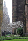 Magnolia Blossoms - Presbyterian Churchyard Gardens