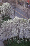 Pear Tree Blossoms - LaGuardia Place Gardens