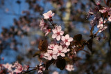 Prunus Tree Blossoms