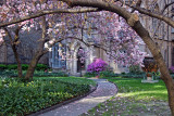 Grace Church Garden - Magnolia Blossoms