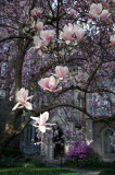 Grace Church Garden - Magnolia Blossoms