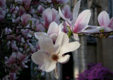 Grace Church Garden - Magnolia Blossoms