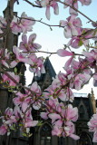 Grace Church Garden - Magnolia Blossoms