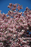 Grace Church Garden - Magnolia Blossoms