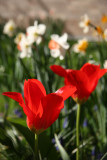 Tulips & Daffodils