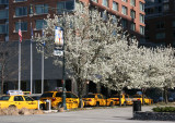 Pear Tree Blossoms