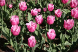Tulips - Robert Wagner Jr Park