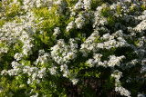 Spirea - Robert Wagner Jr Park