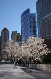 Olive Tree Blossoms - Jewish Holocaust Museum Garden