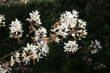 Olive Tree Blossoms - Jewish Holocaust Museum Garden