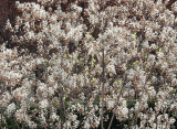 Olive Tree Blossoms - Jewish Holocaust Museum Garden