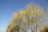 Willow Tree Blossoms - Jewish Holocaust Museum Garden Area