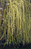 Willow Tree Blossoms - Jewish Holocaust Museum Garden Area