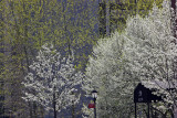 Rector Place Garden - Pear & Cherry Tree Blossoms