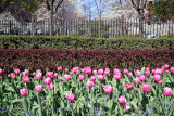 Tulips at Rector Place Garden