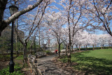 Financial Center Gardens - Cherry Tree Blossoms