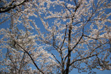 Financial Center Gardens - Cherry Tree Blossoms