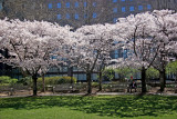 Financial Center Gardens - Cherry Tree Blossoms
