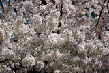 Financial Center Gardens - Cherry Tree Blossoms