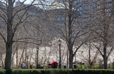 Financial Center Gardens - Cherry Tree Blossoms