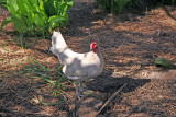 Visiting Hen