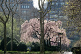 Cherry Tree Blossoms