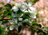 Apple Tree Blossoms