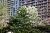 Pine, Apple & Crab Apple Trees