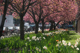 Cherry Tree Blossoms & Tulips
