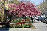 Cherry Tree Blossoms & Tulips