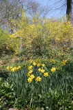 Daffodils & Forsythia - Garden View