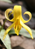 Erythronium, Dog Toothed Violet or Trout Lily - Loch Ravine