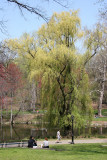Willow - North Pool Area