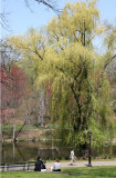 Willow - North Pool Area