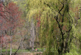 Willow - North Pool Area