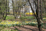 Daffodils - Central Park West near West 96th Street