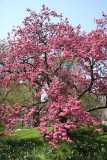 Cherry Blossoms - Central Park West near West 96th Street